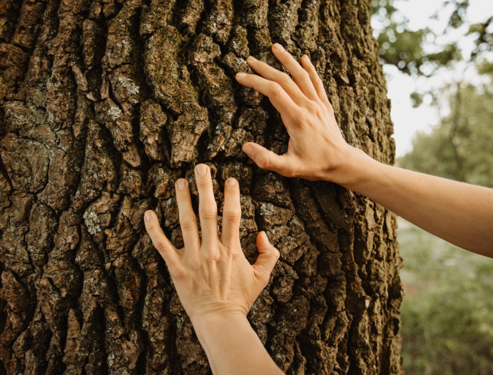 Therapeutisches Klettern und Systemisches Coaching - Systemische Methoden kombiniert mit Klettertherapie - Coach Clara Fohrbeck fasst mit zwei Händen an einen Baum in einem Park in Berlin